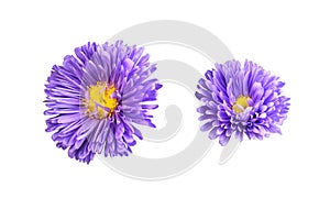 Set of purple aster flower isolated
