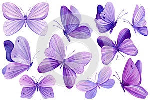 Set of purple butterflies on isolated white background, watercolor illustration, beautiful butterfly