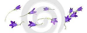 Set of purple campanula flowers and floral arrangement isolated