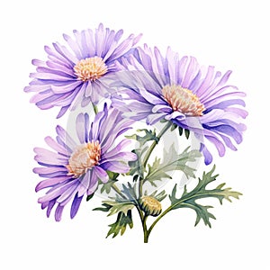 Hand Painted Watercolor Flowers: Purple Wild Chrysanthemum Illustration