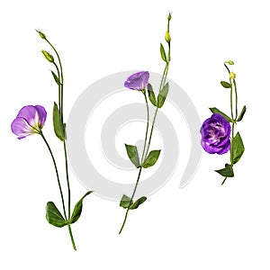Set of purple eustoma flowers prairie gentian isolated on white background. One twig shot at different angles.