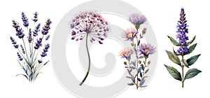 Set of purple garden flowers, Vintage botanical