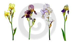 Set of colorful colour iris flowers Isolated on white background without shadow. Close-up.