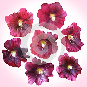 Set of Purple Mallow heads for floral design.