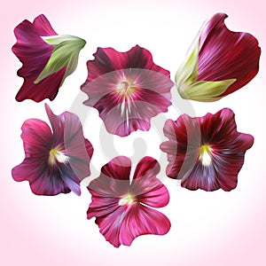 Set of Purple Mallow heads for floral design.