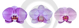 Set of Purple orchid flowers isolated on white background