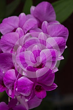 Set of purple orchid images