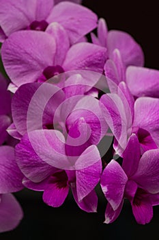 Set of purple orchid images