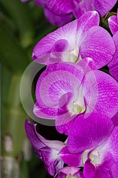 Set of purple orchid images