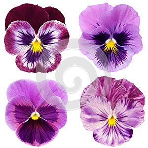 Set of purple pansy photo