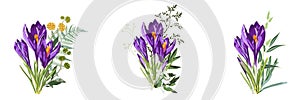 Set of purple spring crocus flowers bouquet with garden herbs on white background.