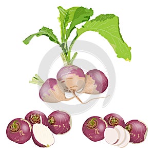 Set of purple top white globe turnips. Whole, half, and sliced turnip. Turnip with tops. Fresh organic and healthy, diet