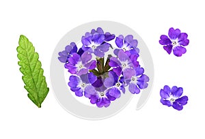 Set of purple verbena flowers and leaves