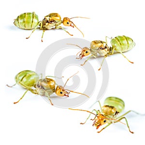 Set of Queen Red Ant Isolated