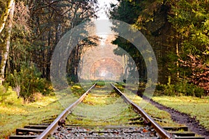 Set of railroad tracks in dense pine forest