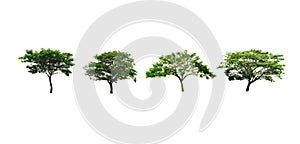 Set of rain Tree or silk tree or East Indian walnut tree isolated on white background looks fresh and beautiful.