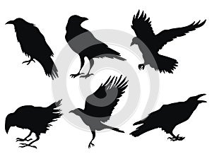 Set of ravens. A collection of black crows. Silhouette of a flying crow. Vector illustration of ravens silhouette photo