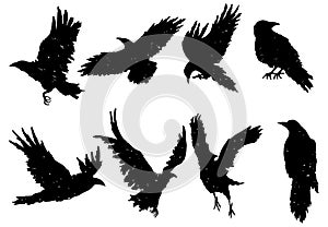 Set of ravens. A collection of black crows. Silhouette of a flying crow. Vector illustration of ravens silhouette