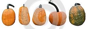 set of real pumpkins isolated