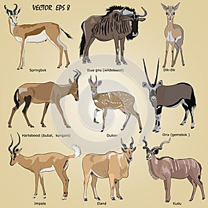 A set of realistic African antelope - oryx, eland, hartebeest, dik-dik, impala, springbok, wildebeest, duiker, kudu, blue gnu
