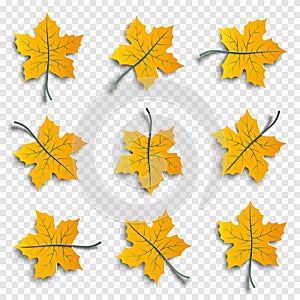 Set of realistic autumnal paper cut tree leaves with shadows isolated on transparent background, design elements for autumn season