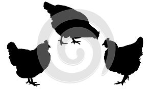 Set realistic black silhouettes standing and pecking hens isolated on white background