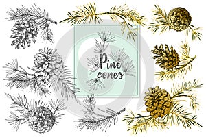 Set Realistic Botanical ink sketch of fir tree branches with pine cone on white background. Vector illustrations