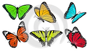 Set of realistic, bright and colorful butterflies, butterfly vector