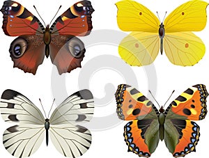 Set of realistic butterfly photo