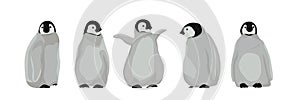 A set of realistic chic imperial penguins in different poses. Arctic birds and Australia. Vector illustration