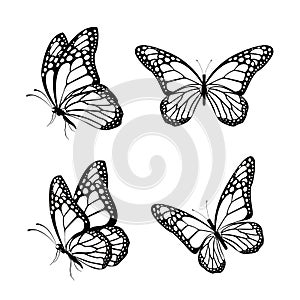 Set of Realistic Colorful Butterflies Isolated for Spring