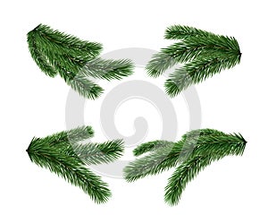Set of realistic detailed fir branches isolated on white background.