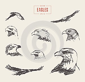 Set realistic eagles hand drawn vector sketch