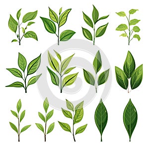 Set of realistic green tea leaves and sprouts isolated on white background. Sprig of green tea, tea leaf.