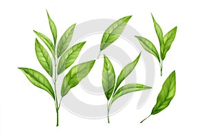 Set of realistic green tea leaves and sprouts isolated on white background. Sprig of green tea, tea leaf. Vector