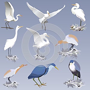 Set of realistic herons of different species in different postures