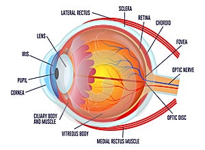 Set of realistic human eyeball isolated or close up human eyeball retina with pupil and iris. eps vector.