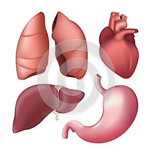 Set of realistic human internal organs - lungs, liver, heart, stomach. Vector illustration of different anatomical body parts