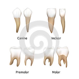 Set of realistic human teeth types isolated on white