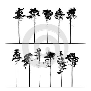 Set Realistic illustration of tall coniferous pine trees. Isolated on white background, vector photo