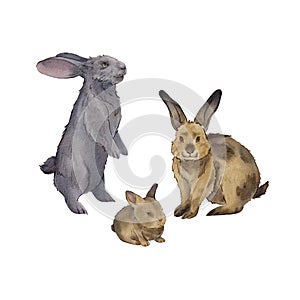 A set of realistic rabbits on a white background. Watercolor illustration of a rabbit family. Easter bunny. Farm animals. Cute