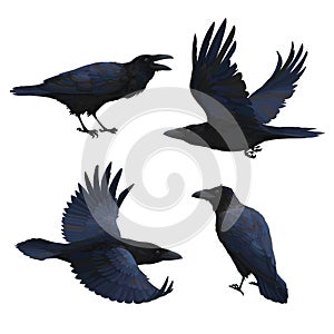 Set of realistic ravens flying and sitting. Vector illustration of smart birds Corvus Corax in hand drawn realistic