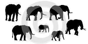 Set of realistic silhouettes of adult and young elephant. Isolated on white background, vector