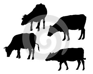 Set of realistic silhouettes of cow, isolated on white backgroun