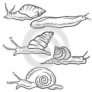 SEt of realistic snails in black on white background. Giant african land snail, garden, roman, arion rufus slug, candy cane, grape