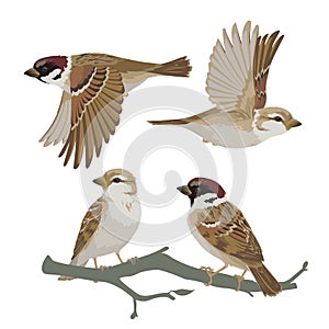 Set of realistic sparrows flying and sitting on branch. Vector illustration of little birds sparrows in hand drawn