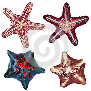 Set of realistic starfishes for design