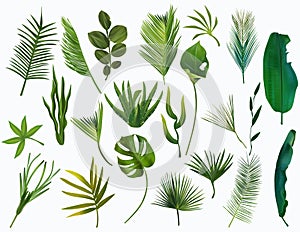 Set of realistic Tropical leaves. Green Exotic leaves, Monstera, palm, banana, cactus on white background. Botanical