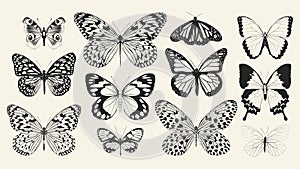 Set of realistic vector butterflies. Collection of vintage elegant illustrations of butterflies. 10 eps. Design element