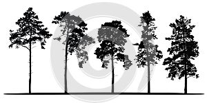 Set of realistic vector silhouettes of coniferous trees - isolated photo